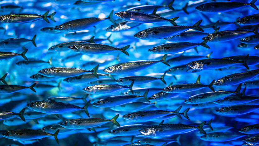 School of fish